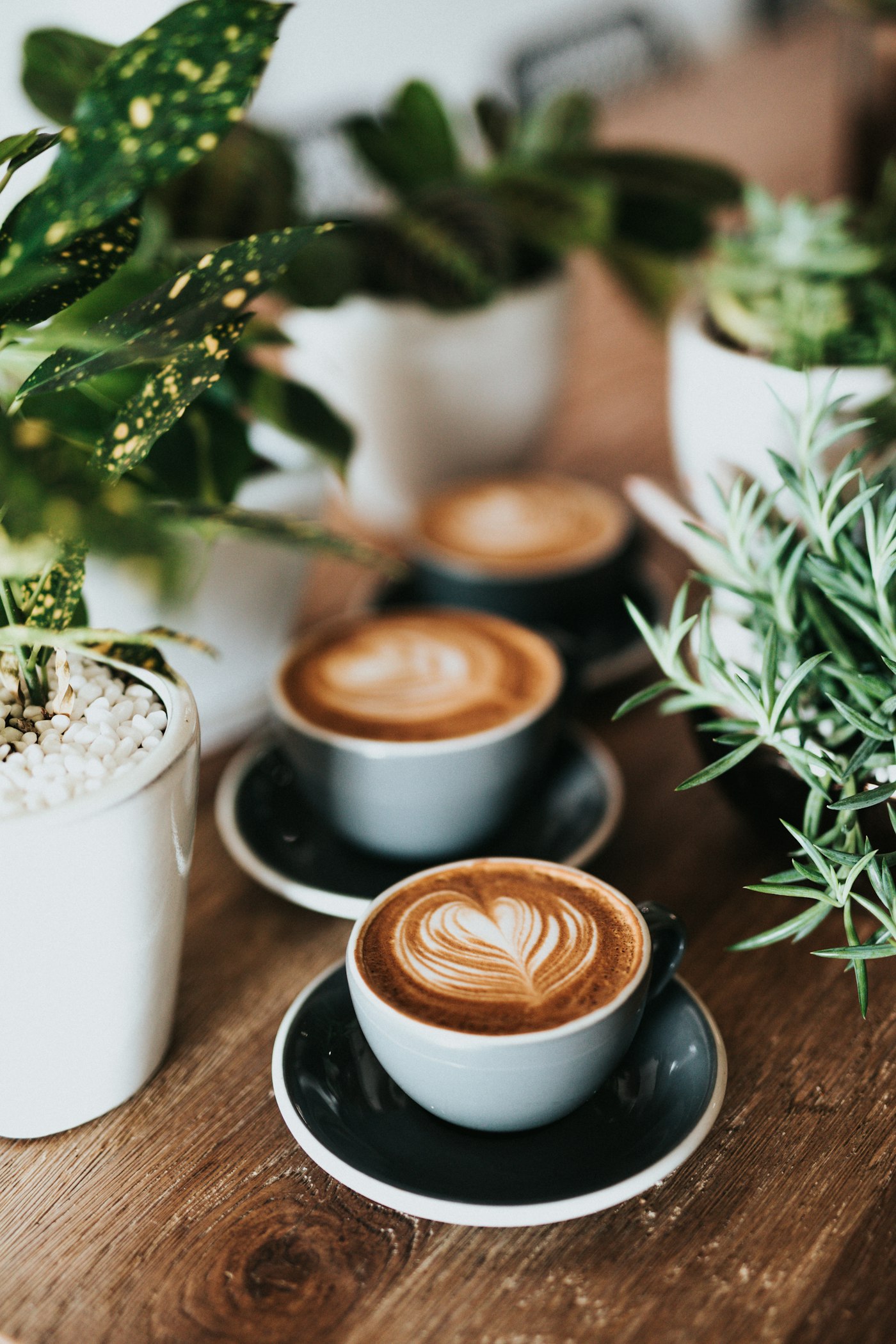 Tazas de capuchino entre plantas
